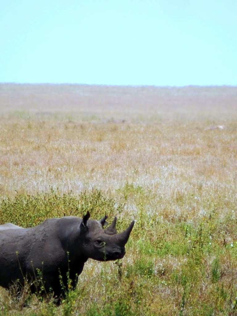 Rinoceronte Safari